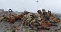 0720-dag-30-032-Terra del Fuego Ushuaia Beagle Canal